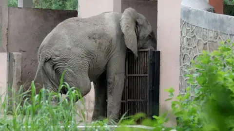 Lonely Life and Passing of India’s Capital’s Lone African Elephant